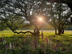 Boom met tegenlicht. De zon schijnt mooi door de takken.